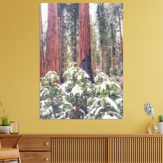 Sequoia Forest in de winter Canvas Afdruk (Insitu (Woonkamer))