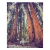 Sequoia Forest Perfect Poster (Voorkant)