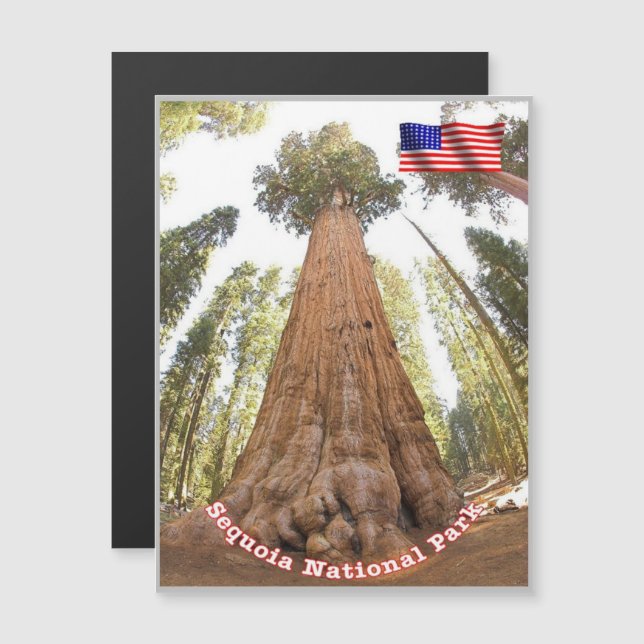 Sequoia - General Sherman Tree - Verenigde Staten  (Voorkant / Achterkant)