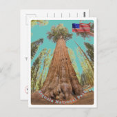 Sequoia - General Sherman Tree - Verenigde Staten  Briefkaart (Voorkant / Achterkant)