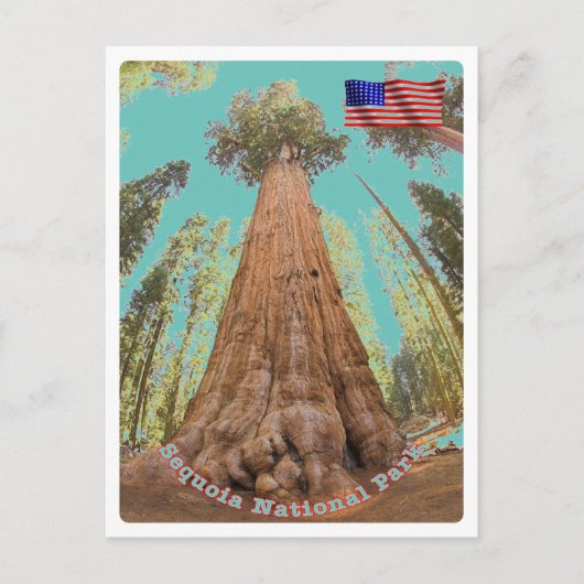 Sequoia - General Sherman Tree - Verenigde Staten  Briefkaart (Voorkant)