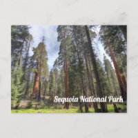 Sequoia Grove, Nationaal park Sequoia