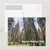 Sequoia Grove, Nationaal park Sequoia Briefkaart (Voorkant / Achterkant)