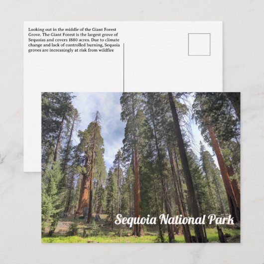 Sequoia Grove, Nationaal park Sequoia Briefkaart (Voorkant / Achterkant)