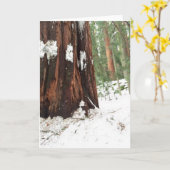 Sequoia in de sneeuw kaart (Gele Bloem)