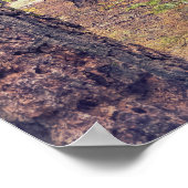 Sequoia in het bos poster (Hoek)