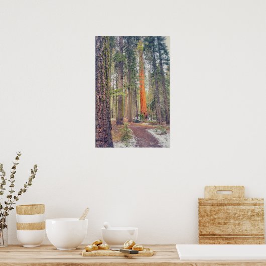 Sequoia in het bos poster (Keuken)