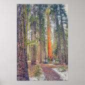 Sequoia in het bos poster (Voorkant)