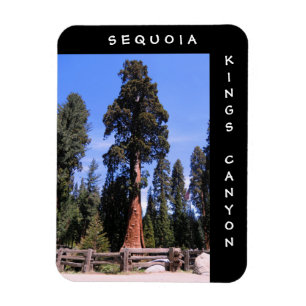 Sequoia Kings Canyon Magnet Magneet