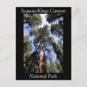 Sequoia Kings Canyon National Park Briefkaart (Voorkant)