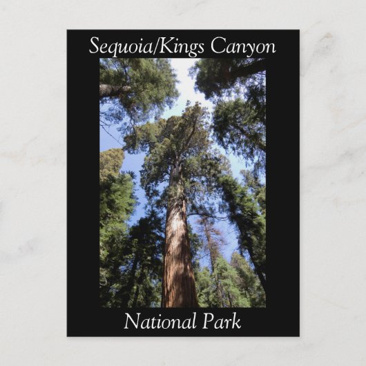 Sequoia Kings Canyon National Park Briefkaart (Voorkant)
