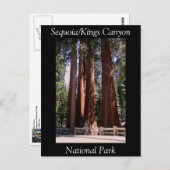 Sequoia Kings Canyon National Park Briefkaart (Voorkant / Achterkant)