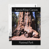 Sequoia Kings Canyon National Park Briefkaart (Voorkant / Achterkant)