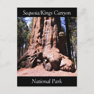 Sequoia Kings Canyon National Park Briefkaart
