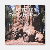 Sequoia/Kings Canyon National Park Magnet (Voorkant)