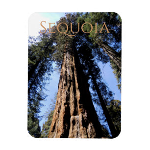 Sequoia/Kings Canyon National Park Magnet Magneet