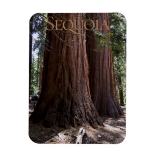 Sequoia Kings Canyon National Park Magnet Magneet