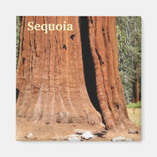Sequoia magneet! magneet