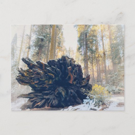 Sequoia Nationaal Park Winterbos Briefkaart (Voorkant)