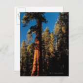 Sequoia National Park, Californië 2 Briefkaart (Voorkant / Achterkant)