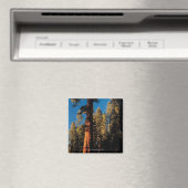 Sequoia National Park, Californië 2 Magneet (Insitu (Vaatwasser))