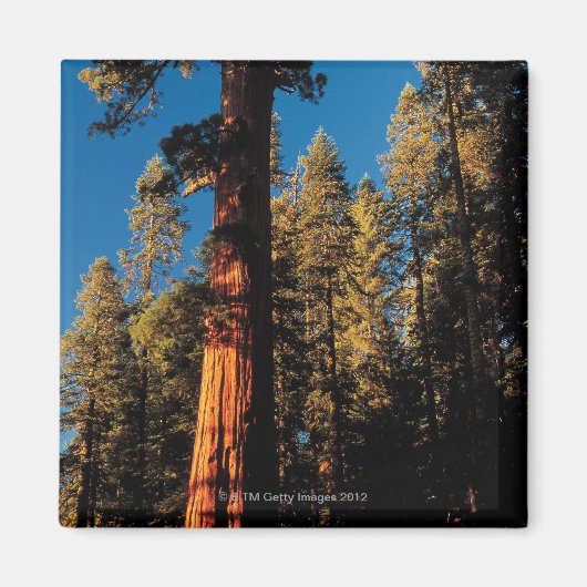 Sequoia National Park, Californië 2 Magneet (Voorkant)