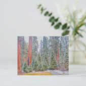 Sequoia National Park in de winter Briefkaart (Staand voorkant)
