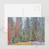 Sequoia National Park in de winter Briefkaart (Voorkant / Achterkant)