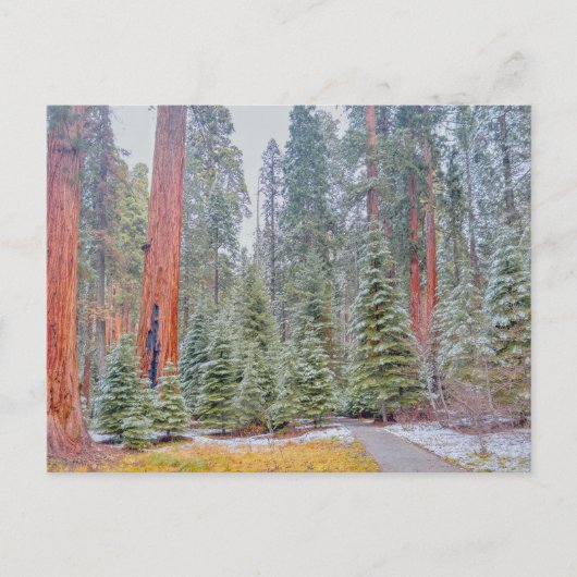 Sequoia National Park in de winter Briefkaart (Voorkant)