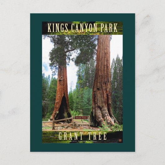 SEQUOIA NAT'L PARK-California-General Grant Briefkaart (Voorkant)