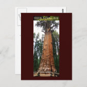 SEQUOIA NAT'L PARK-California-General Sherman Briefkaart (Voorkant / Achterkant)