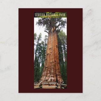 SEQUOIA NAT'L PARK-California-General Sherman Briefkaart