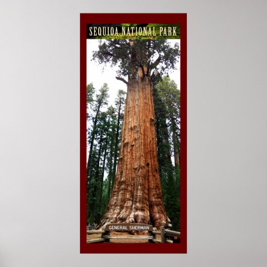 SEQUOIA NAT'L PARK-California-General Sherman- Poster (Voorkant)