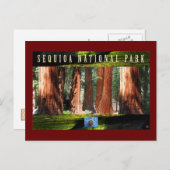 SEQUOIA NAT'L PARK-California-The Giants Briefkaart (Voorkant / Achterkant)