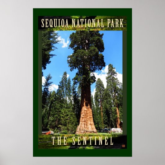SEQUOIA NAT'L PARK-California-The Sentinel- Poster (Voorkant)