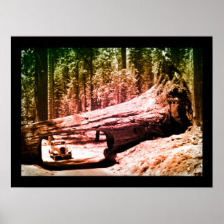 Sequoia Park Drive Poster