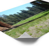 Sequoia Poster (Hoek)