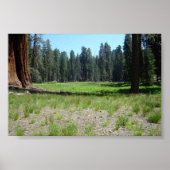 Sequoia Poster (Voorkant)