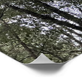 Sequoia Poster (Hoek)