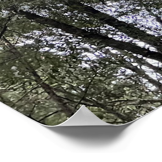 Sequoia Poster (Hoek)