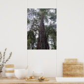 Sequoia Poster (Keuken)