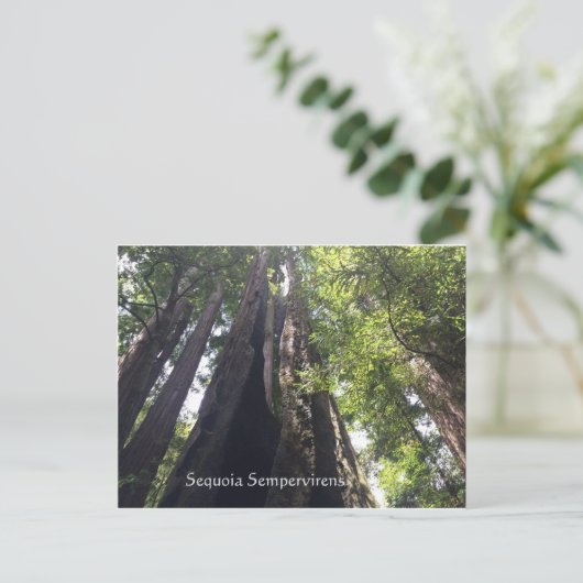 Sequoia Sempervirens Briefkaart (Staand voorkant)