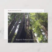 Sequoia Sempervirens Briefkaart (Voorkant / Achterkant)