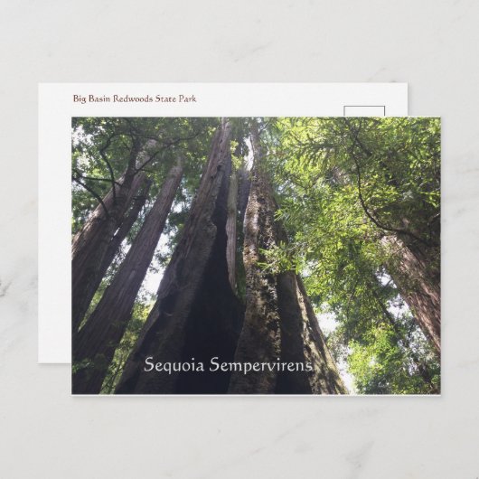 Sequoia Sempervirens Briefkaart (Voorkant / Achterkant)