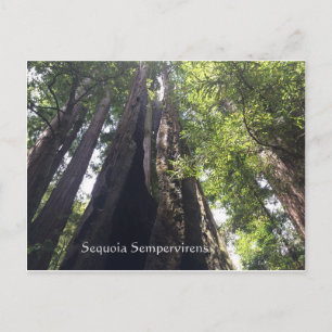 Sequoia Sempervirens Briefkaart