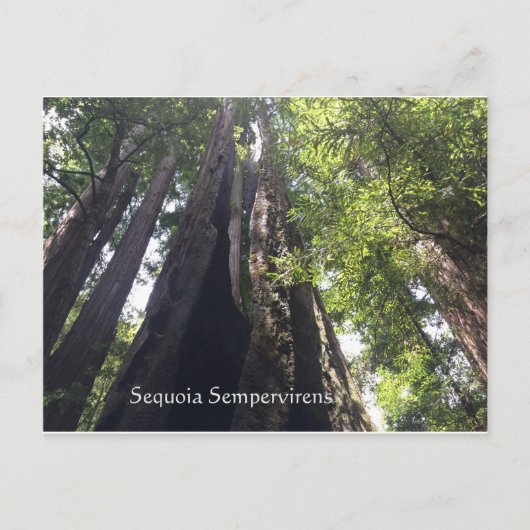 Sequoia Sempervirens Briefkaart (Voorkant)