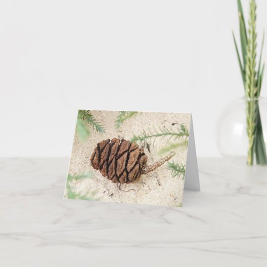Sequoia Tree Cone op Sandy Ground Kaart (Voorkant)