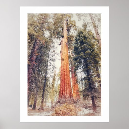 Sequoia Tree Poster (Voorkant)