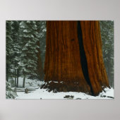 Sequoia Tree Poster (Voorkant)