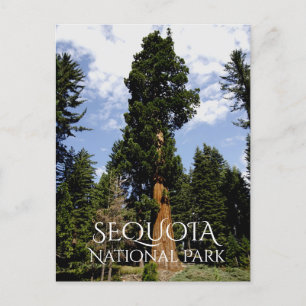 Sequoia Tree tegen Blue Sky, Sequoia NP Briefkaart